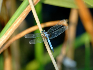 Blue dragonfly plant stem sunlight - a blue dragonfly free wallpaper