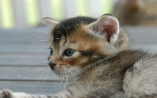 Kitten blue eyes wooden floor 4 - a wooden floor free wallpaper