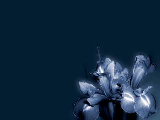 Blue flower vase table blue - a vase free wallpaper