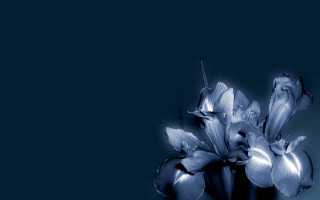 Blue flower vase table black 2 - a vase free wallpaper