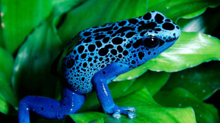 Blue black frog green plant 2 - free nature wallpaper