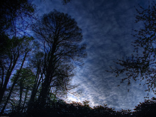 Blue sky clouds trees foreground 16 - cloud and trees free wallpaper