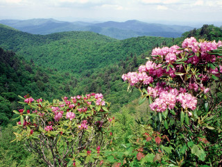 Valley mountains flowers foreground scenery 2 - a few pink flower free wallpaper