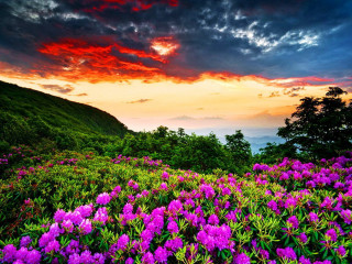 Field flowers sunset clouds sky - a field of flowers free wallpaper