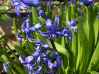 Purple flowers garden closeup green 3 - de hirsh margule free wallpaper