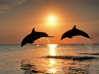 Dolphins jumping water sunset sunrise 4 - two dolphin free wallpaper