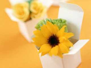 Yellow flower white box table - other flower free wallpaper