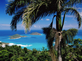 Palm tree ocean beach blue 2 - white sand free wallpaper