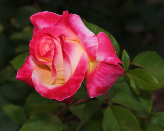 Pink rose yellow tips green 3 - yellow tip free wallpaper