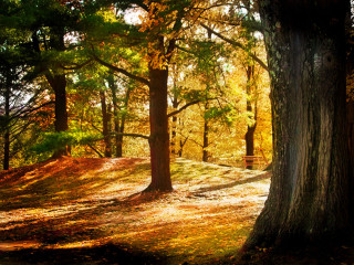 Bench forest trees leaves ground 3 - autumn free wallpaper