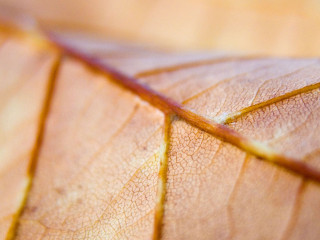 Close up leaf yellow line 2 - end free wallpaper