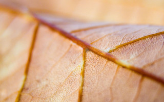 Close up leaf thin line - end free wallpaper
