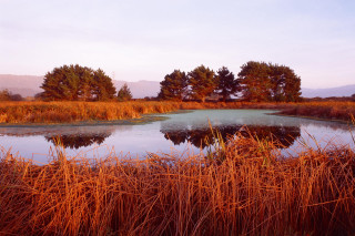 Pond tall grass trees blue - a pond free wallpaper