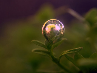 Water drop plant purple background 2 - a plant free wallpaper