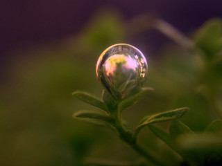 Water drop plant purple background - a close up of a water drop free wallpaper