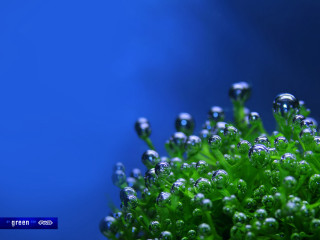 Plant water droplets macro blue - a close up of a plant free wallpaper