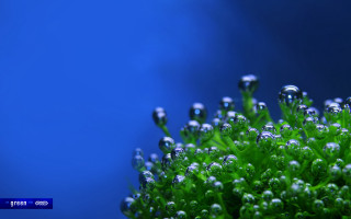Water droplets plant macro blue 3 - a close up of a plant free wallpaper