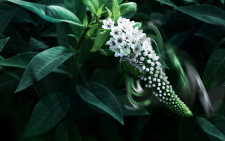 White flower green leaves hydrangea - photorealistic imagery free wallpaper