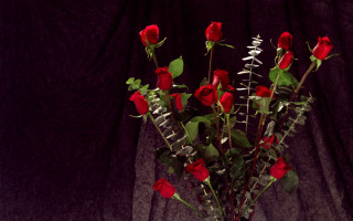 Vase red roses table black - a black curtain free wallpaper