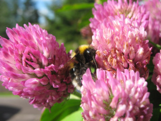 Bee pink flower green leaves 4 - the background and a blurry background of trees free wallpaper