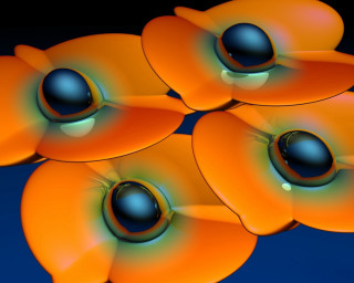 Orange flowers black centers blue - a black center free wallpaper