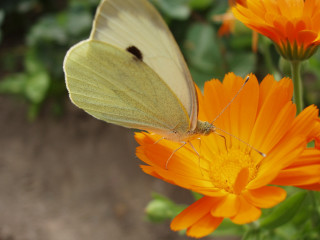 Butterfly sitting flower garden orange - macro photography free wallpaper