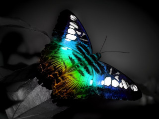 Colorful butterfly leaf night sky - the dark night sky free wallpaper