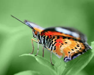 Colorful butterfly green leaf nature 2 - a colorful butterfly free wallpaper