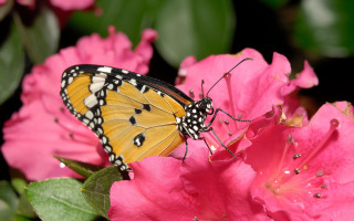 Butterfly pinkflower greenleaves blurrybackground macro - e. simms campbell free wallpaper