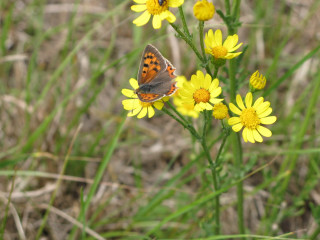 Butterfly yellow flower grass background 2 - the grass and grass free wallpaper