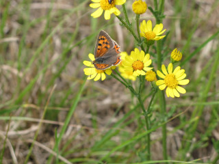 Butterfly yellow flower grass background 3 - the grass and grass free wallpaper