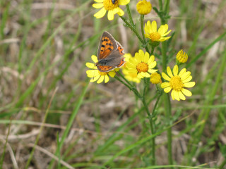 Butterfly yellow flower grass background 4 - the grass and grass free wallpaper