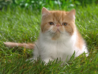 Cat sitting grass sad look - grass free wallpaper