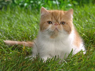 Sad cat grass looking camera 2 - grass free wallpaper
