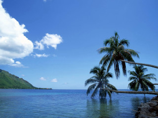 Palm tree water mountain blue - leaning free wallpaper