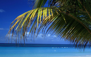 Palm tree beach blue sky 17 - a blue sky and ocean in the background free wallpaper