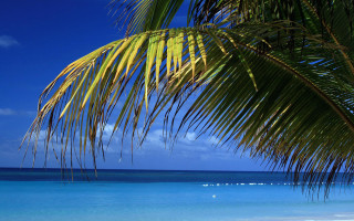 Palm tree beach blue sky 20 - a blue sky and ocean in the background free wallpaper