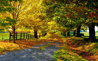 Dirt road fall trees leaves - asher brown durand free wallpaper