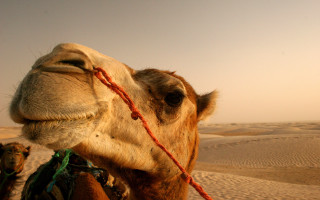 Camel rope desert sand dunes 3 - sand free wallpaper