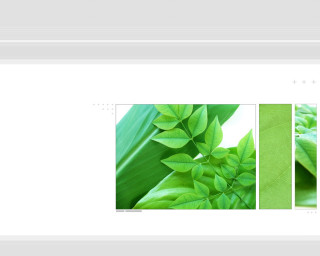 Plant picture leaves image page - a page free wallpaper