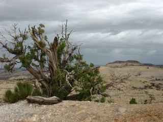 Tree rock desert cloudy sky 2 - the rock free wallpaper