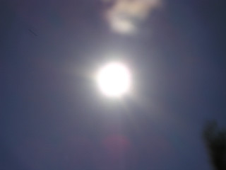 Sun bright tree bird flying - the sun free wallpaper for desktop