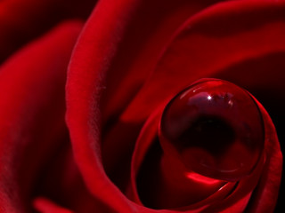 Red rose water drop black - center free wallpaper