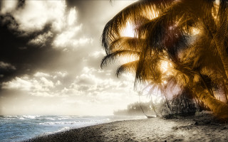 Palm tree beach cloudy sky 2 - the water below free wallpaper
