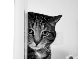 Cat peeking door toothbrush background 4 - rule free wallpaper