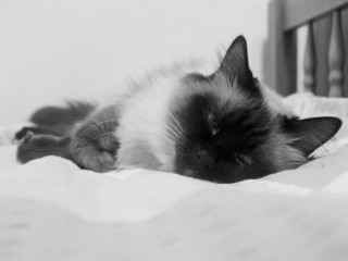 Cat sleeping bed white sheets - white sheet and pillows free wallpaper