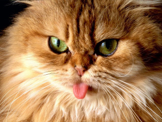 Cat tongue out eyes wide 3 - its tongue free wallpaper