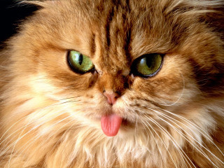 Cat tongue out wide eyes 2 - its tongue free wallpaper