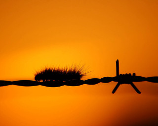 Barbed wire fence plant sunset 3 - wire fence free wallpaper
