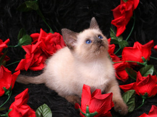 Cat sitting red flowers blue 2 - blue eye free wallpaper